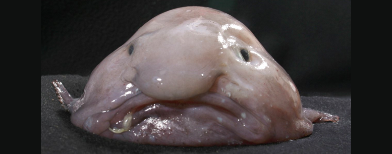 snugglies blob fish